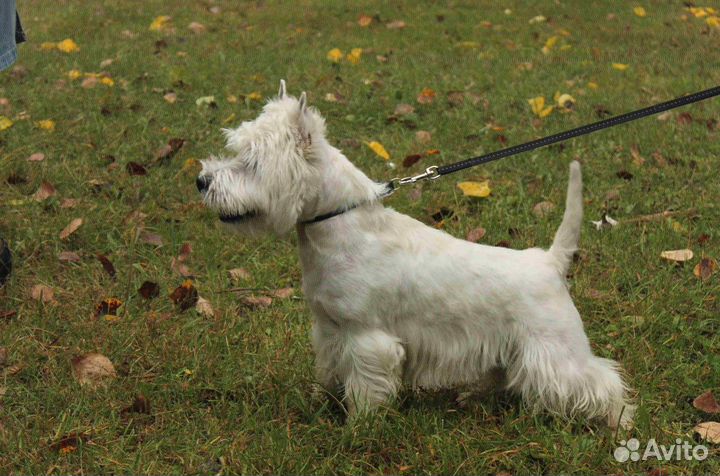 Кобель для вязки