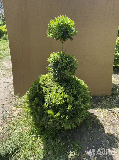 Самшит (буксус) вечнозелёный