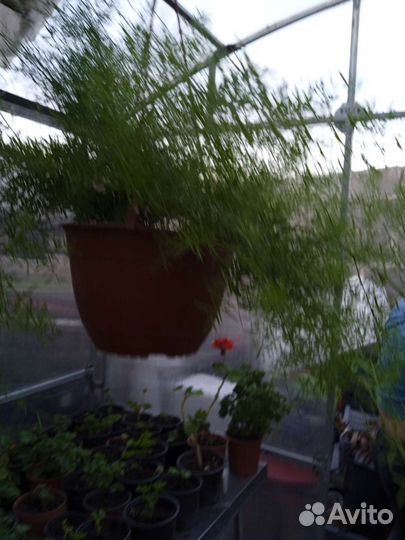 Вербейник, папоротник. Аспарагус, коланхоэ амп