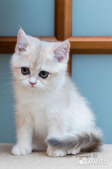 Британские котята из питомника, Мальвина AY12