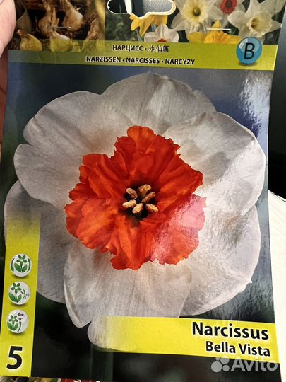 Нарцисс в ассортименте