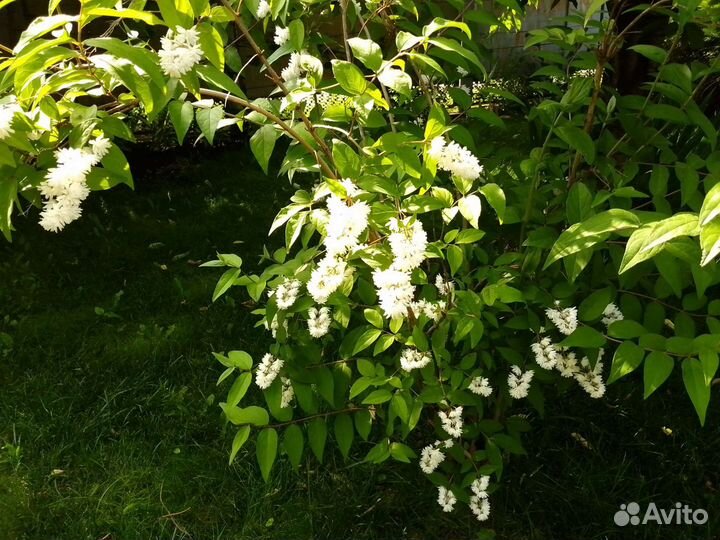 Дейция (кустарник)