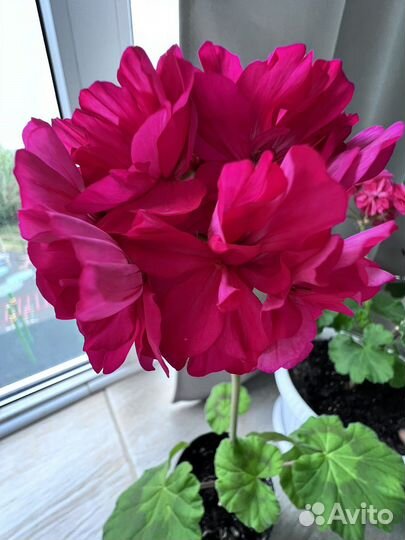 Герань пеларгония сортовая фуксия на цвету