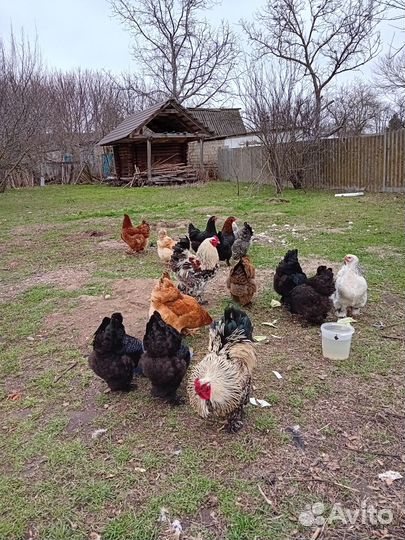 Инкубационное яйцо брама