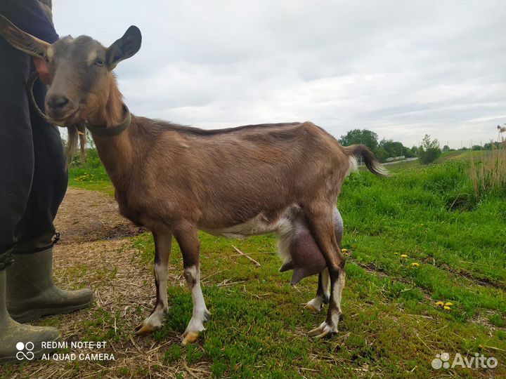 Продается стадо коз