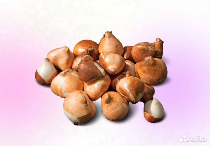 Тюльпаны оптом