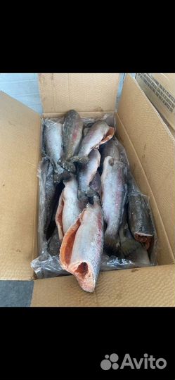 Креветка аргентинская, целая(L2) 21/30(лангустин)