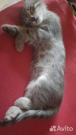 Котенок 3 месяца мальчик