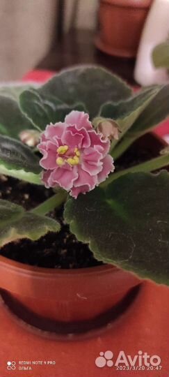 Фиалка в горшках