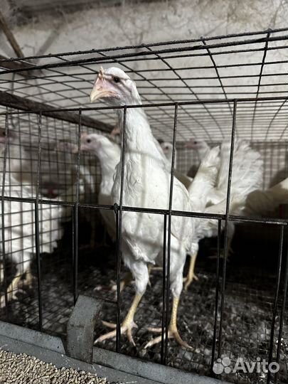 Несушки курочки Молодые 4 месяца