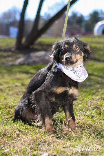 Собачка бесплатно Фифа