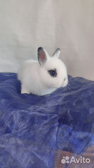 Декоративные карликовые кролики