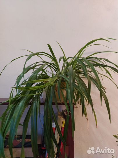 Хлорофитум