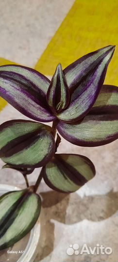 Традисканция