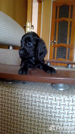 Кокер спаниель