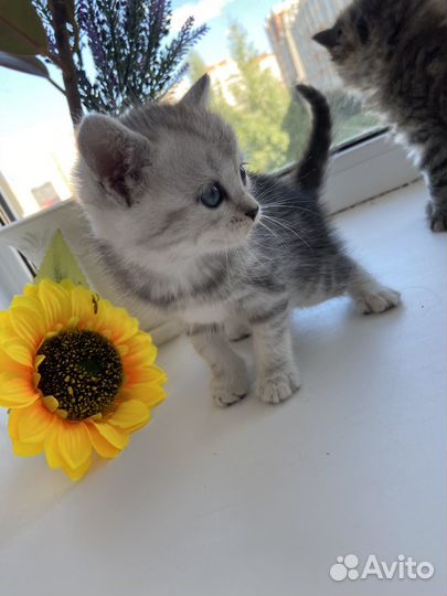 Британские котята