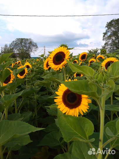 Декоративный подсолнух