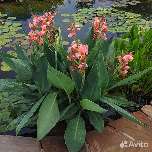 Растения для пруда водные растения. Часть 5