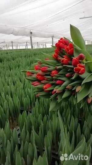 Тюльпаны к 8 марта