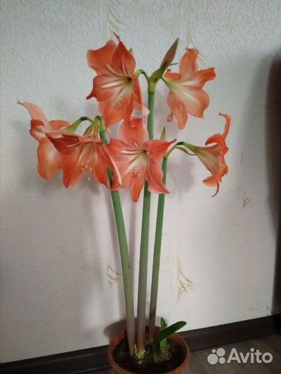 Гиппеаструм