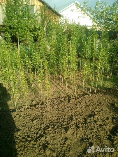 Тополь пирамидальный