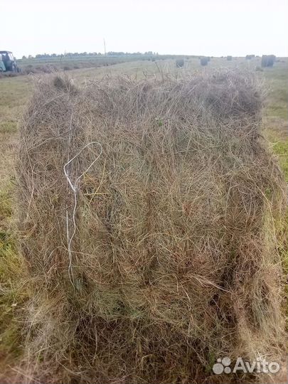 Продам сено в рулонах