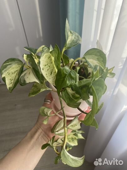 Эпипремнум хеппи лиф