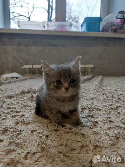 Кошки в добрые руки