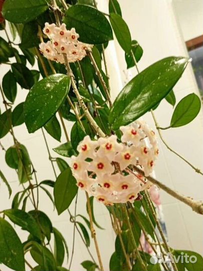 Хойя или восковой плющ