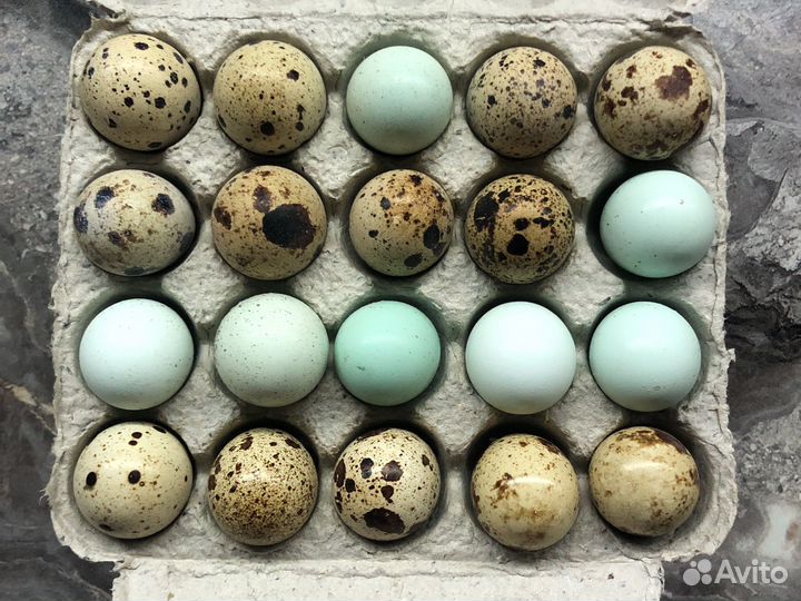 Яйца перепелиные