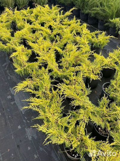 Саженцы можжевельник Кинг оф спринг из питомника