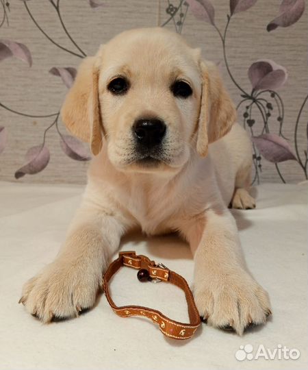 Щенки лабрадора