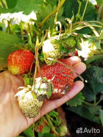 Саженцы клубники Слоненок