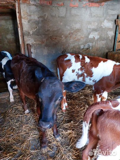 Телята телочки