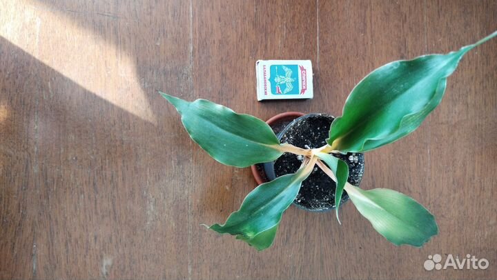 Строманта марун калатея литце маранты хлорофитум