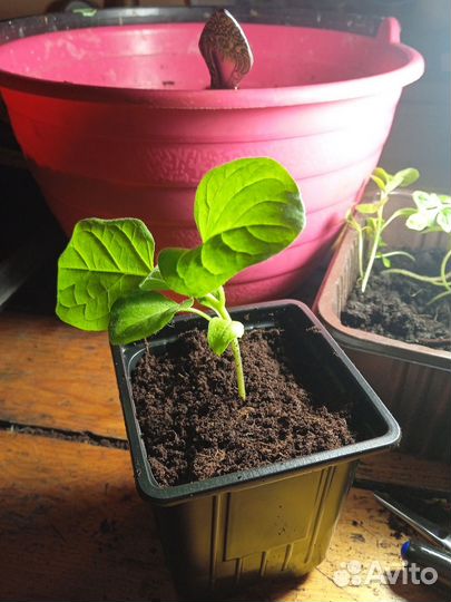 Рассада помидор