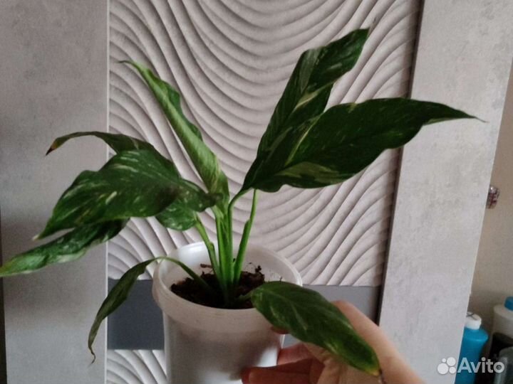 Спатифиллум вариегатный Диамонд