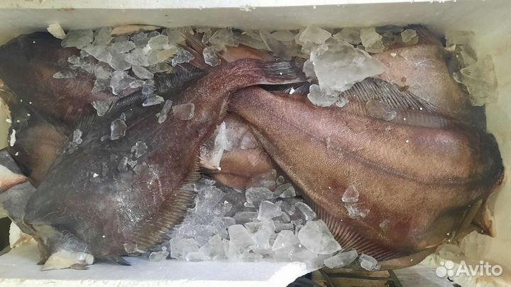 Свежая рыба с Баренцево море
