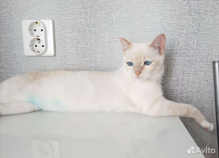 Тайская кошка