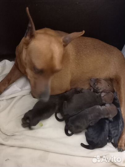 Щенки цвергпинчера мини