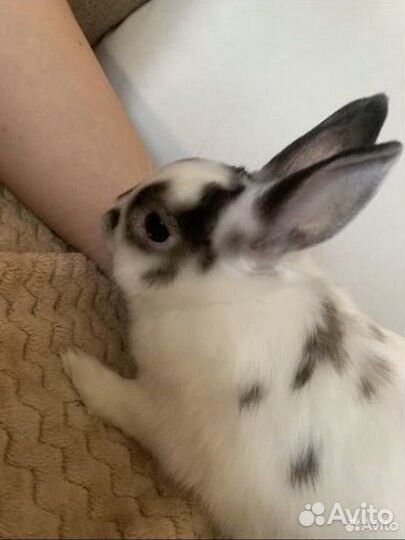 Декоративный кролик