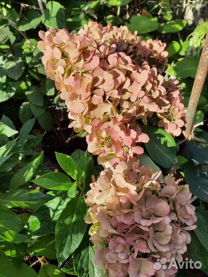 Гортензия метельчатая