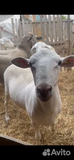 Овцы бараны ягнята козлята Катумские Дорпер Камори