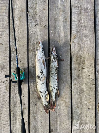 Рыбалка в Старом Победилово и Зеленом Бору