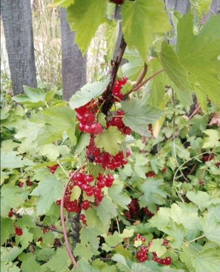 Дача 20 м² на участке 25 сот.