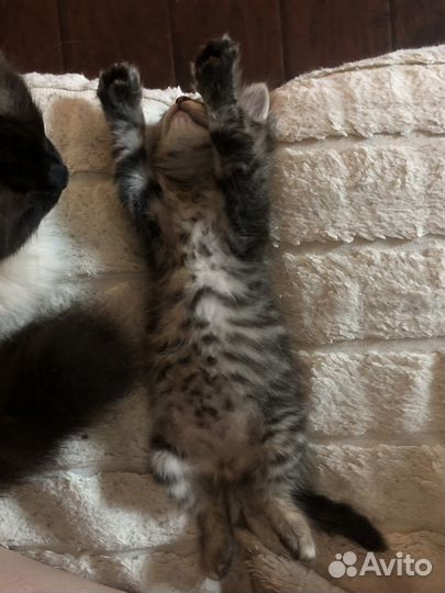 Котенок в добрые руки
