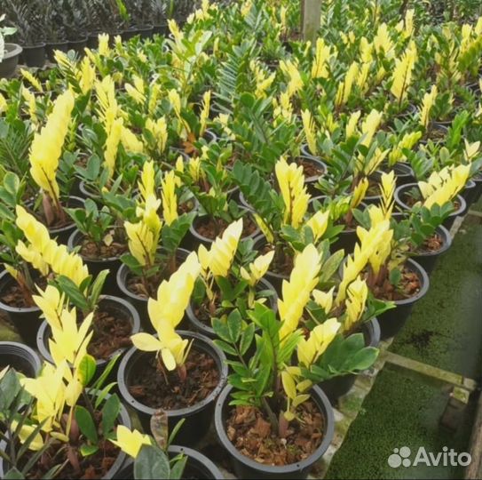 Замиокулькасы разные