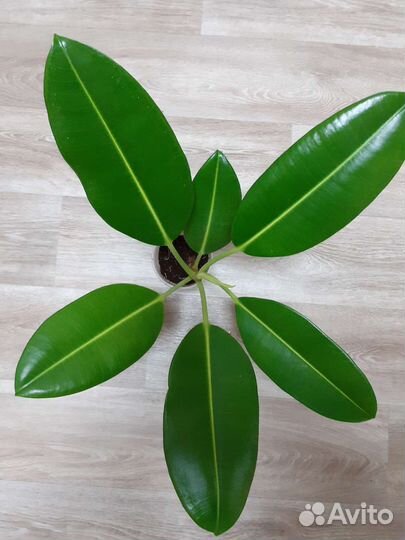 Фикус мещанский