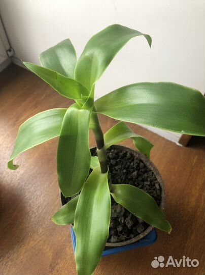 Золотой ус (лечебное растение)