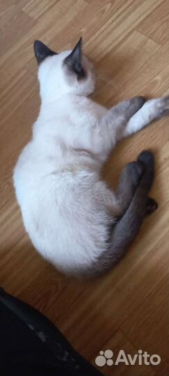 Котята в добрые руки мальчики